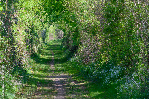 Hohlweg in Angeln mit Knicks photo