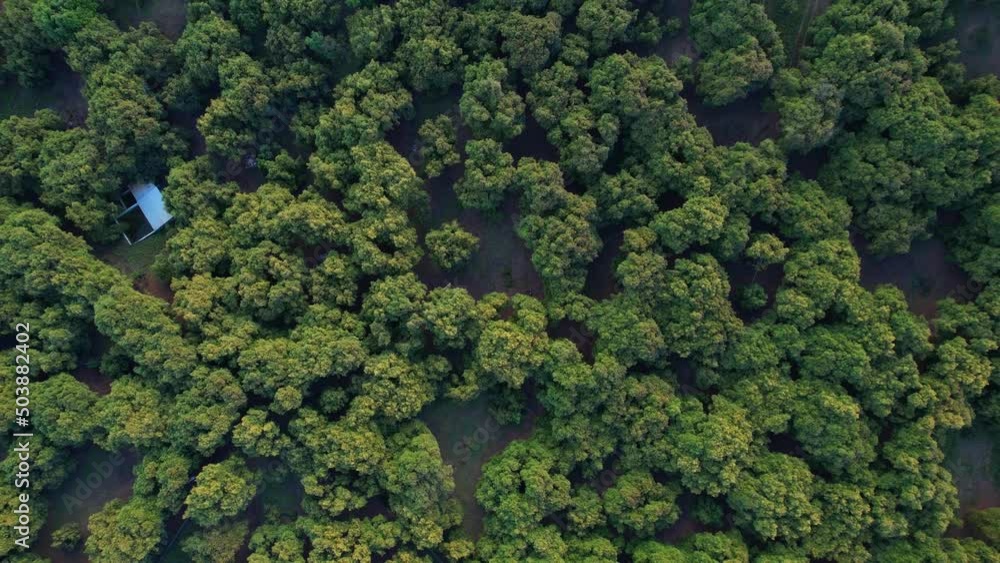 rising aerial shot of vibrant green avocado tree's in Mexico rising aerial shot of vibrant green avocado tree's in Mexico