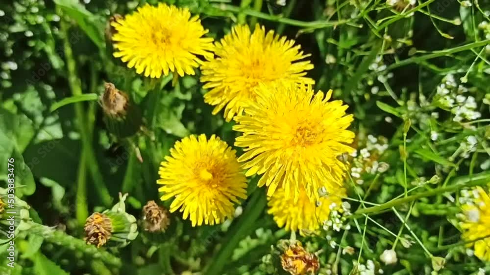 Dandelion flowers sway in the wind.
Dandelion, Taraxacum. Distributed in the forest-steppe zone. Grows in meadows, near roads, in fields, parks, gardens.
Dandelion flowers sway in the wind.
Dandelion, Taraxacum. Distributed in the forest-steppe zone. Grows in meadows, near roads, in fields, parks, gardens.