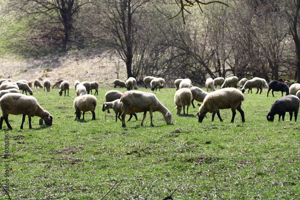 Sheep grazing in a meadow in early spring. Sheep grazing in a meadow in early spring.