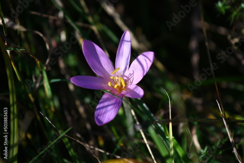 Blooming saffron in a meadow during spring.