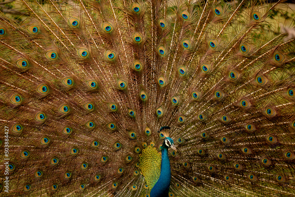 Obraz premium A peacock spotted in Kumana National Park, Sri Lanka