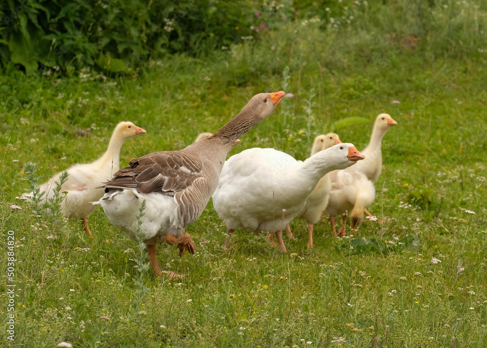 Geese hiss in defense of the family. Walk on green grass Geese hiss in defense of the family. Walk on green grass