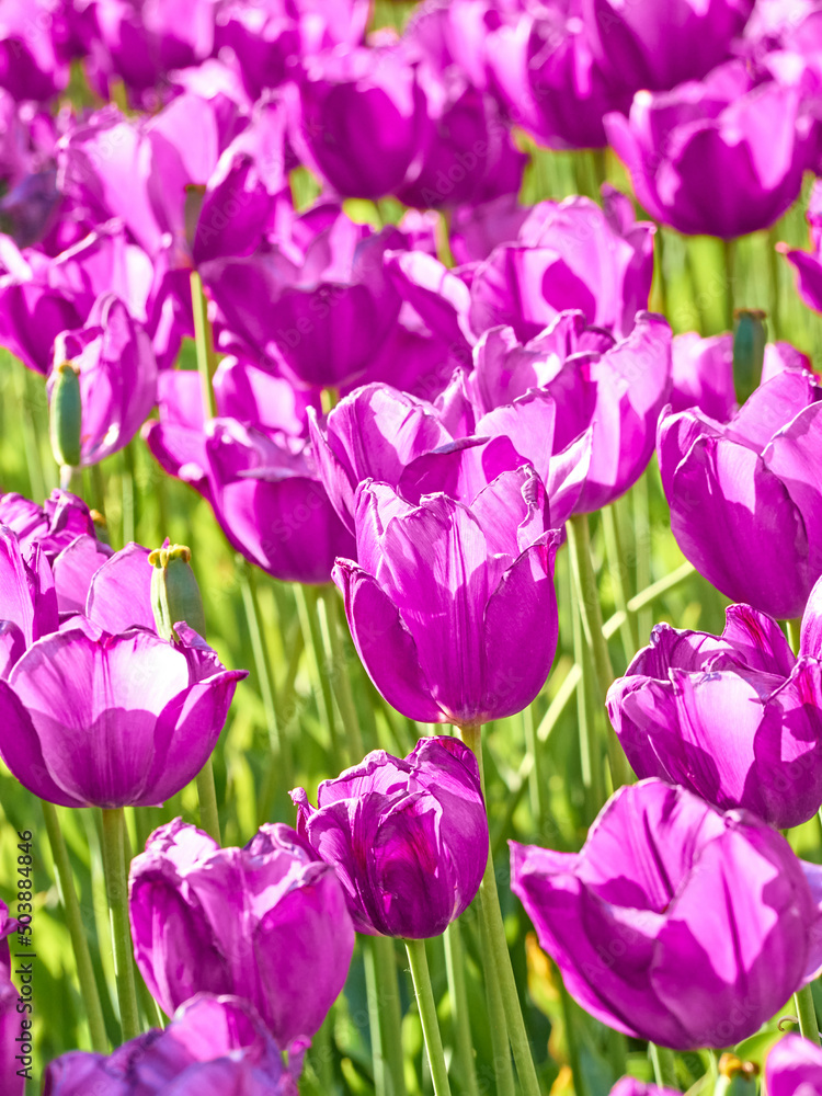 Obraz premium Dark purple tulips in bright sunlight in the garden.