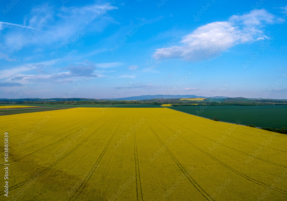 Yellow rapeseed field in bloom at spring