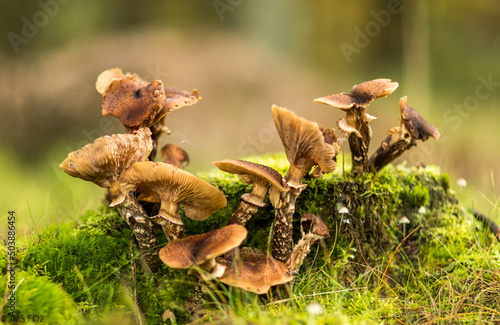 Photo Closeup of mushrooms growing on a mossy surface