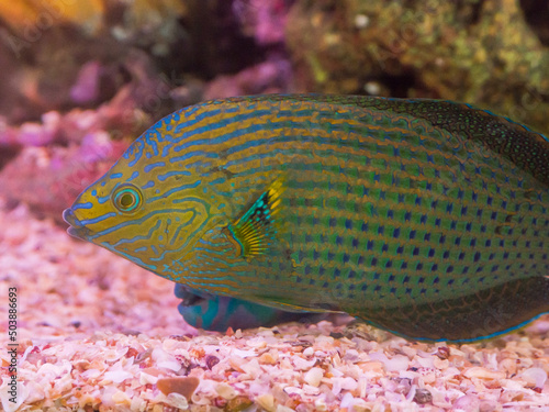 Beautiful color Parrotfish scaridae swimming in a fish tank. A Beautiful color Parrotfish scaridae species found in relatively shallow tropical and subtropical, swimming in a fish tank. photo