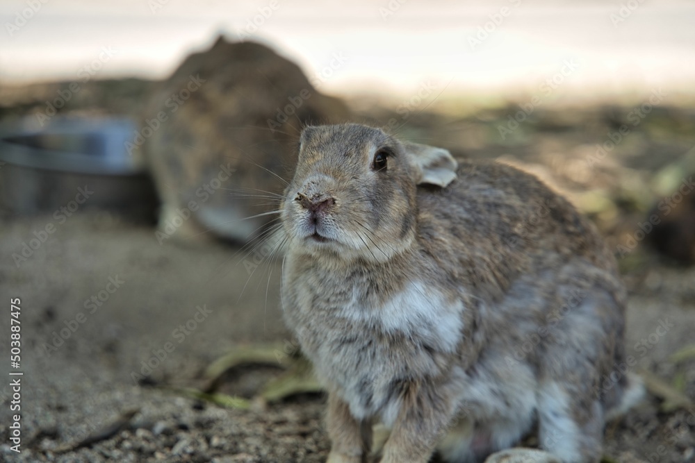 Fototapeta premium Rabbit