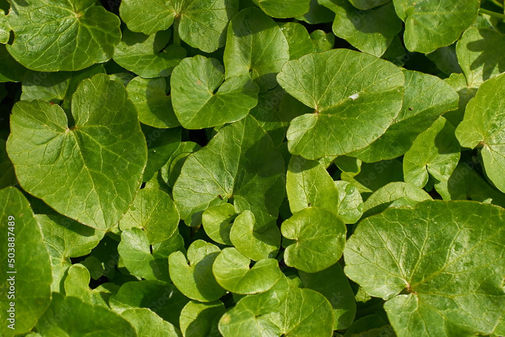 Natural textured background of green leaves. Top view Natural textured background of green leaves. Top view