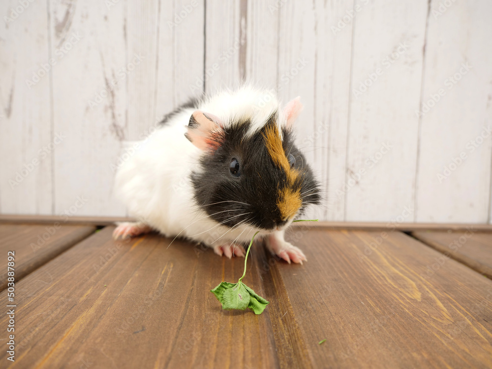 Obraz premium 乾燥クローバーを食べている若いモルモット