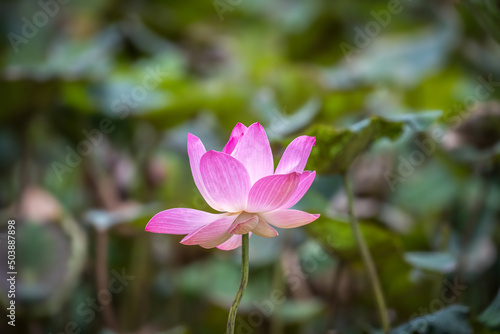 One beautiful pink lotus blooming in the pond with many green lotus leaves as blurred background.