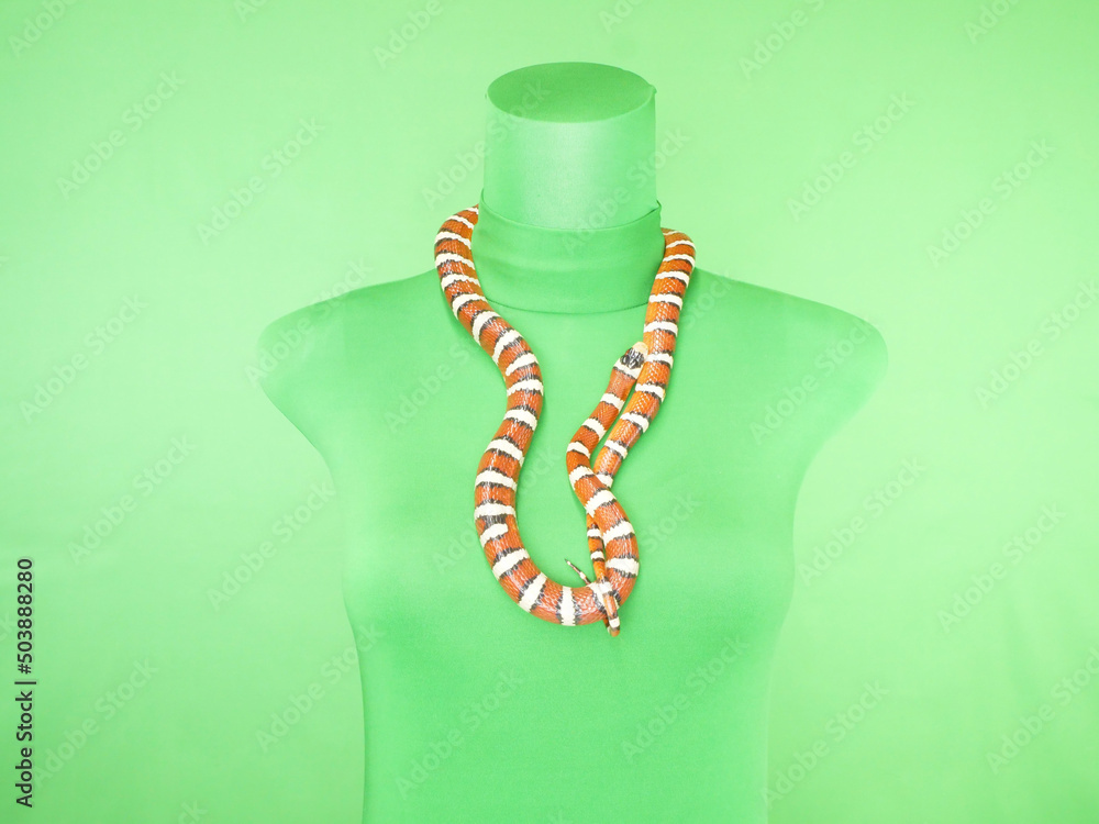 ネックレスのようなミルクスネーク Stock Photo Adobe Stock