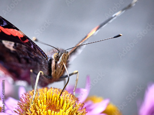 Admiral Falter saugt Nektar aus Asternblüte photo