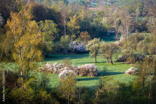 Fototapeta Naklejka Na Ścianę i Meble -  Burst of spring, nature background. The San River Valley, BIeszczady, Carpathians, Poland.