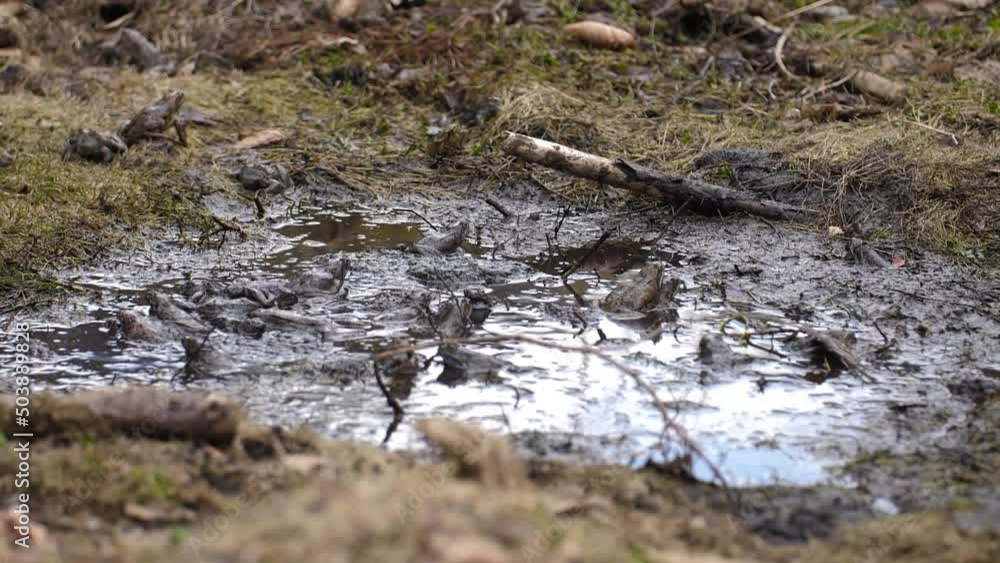 Flock of frogs breeds in mud puddle, reproduction of amphibians, static Flock of frogs breeds in mud puddle, reproduction of amphibians, static