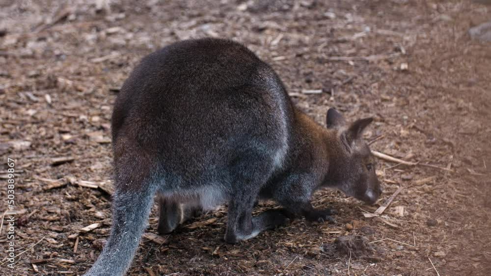 Wallaby eating food from ground and making poo, static Wallaby eating food from ground and making poo, static