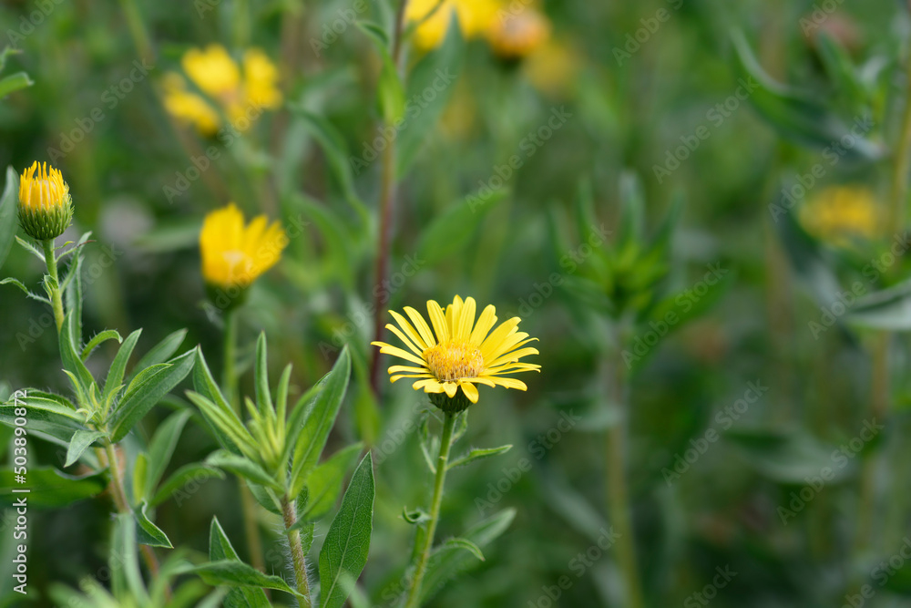 Lemonyellow false goldenaster Lemonyellow false goldenaster