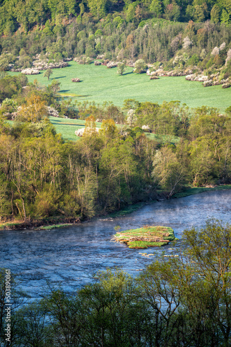 Fototapeta Naklejka Na Ścianę i Meble -  Burst of spring, nature background. The San River Valley, BIeszczady, Carpathians, Poland.