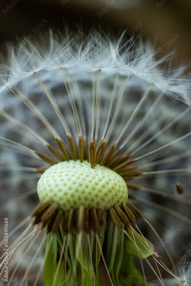 Obraz premium White dandelion flower stem, round ball of flying seeds, Close up shot, shallow depth of field, no people