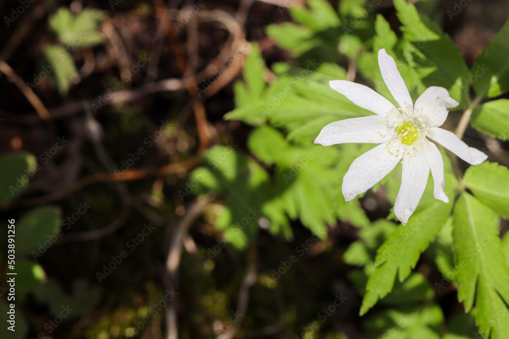 Fototapeta premium Wood anemones, also called sylvie anemones, in bloom in spring. Spring background