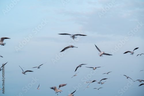 Seagulls flying in cloudy sky