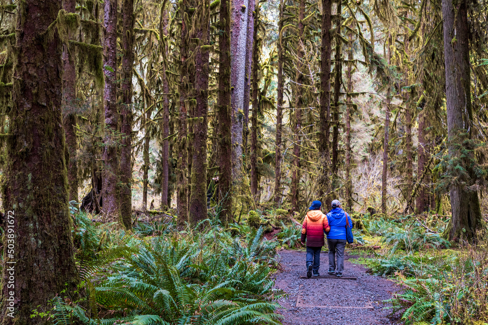 a pair of hikers hiking in the moss covered trees in lush rain forest in the northwest pacific in the Hoh rain forest in Olympic national park in Washington state. a pair of hikers hiking in the moss covered trees in lush rain forest in the northwest pacific in the Hoh rain forest in Olympic national park in Washington state.
