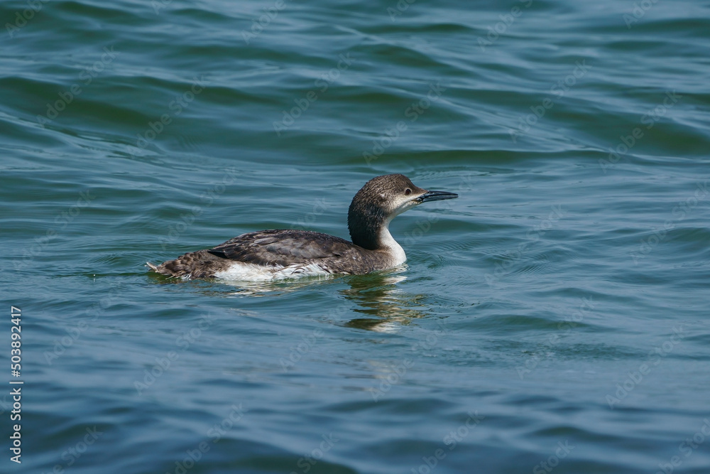 Black-throated Loon (Gavia arctica) floating in the sea Black-throated Loon (Gavia arctica) floating in the sea