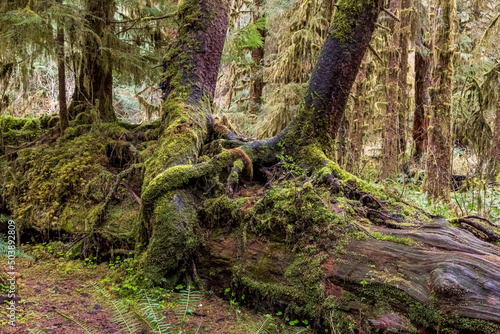 moss covered nurse logs in the Hoh rainforest in Olympic National park