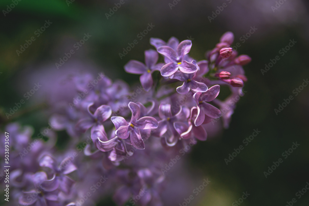 Spring branch of blooming lilac. Beautiful lilac flowers with selective focus. Blooming lilac. Purple lilac flower with blurred green leaves. A beautiful bunch of lilac Spring branch of blooming lilac. Beautiful lilac flowers with selective focus. Blooming lilac. Purple lilac flower with blurred green leaves. A beautiful bunch of lilac