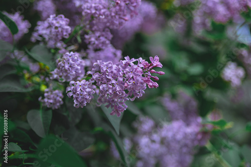 Spring branch of blooming lilac. Beautiful lilac flowers with selective focus. Blooming lilac. Purple lilac flower with blurred green leaves. A beautiful bunch of lilac