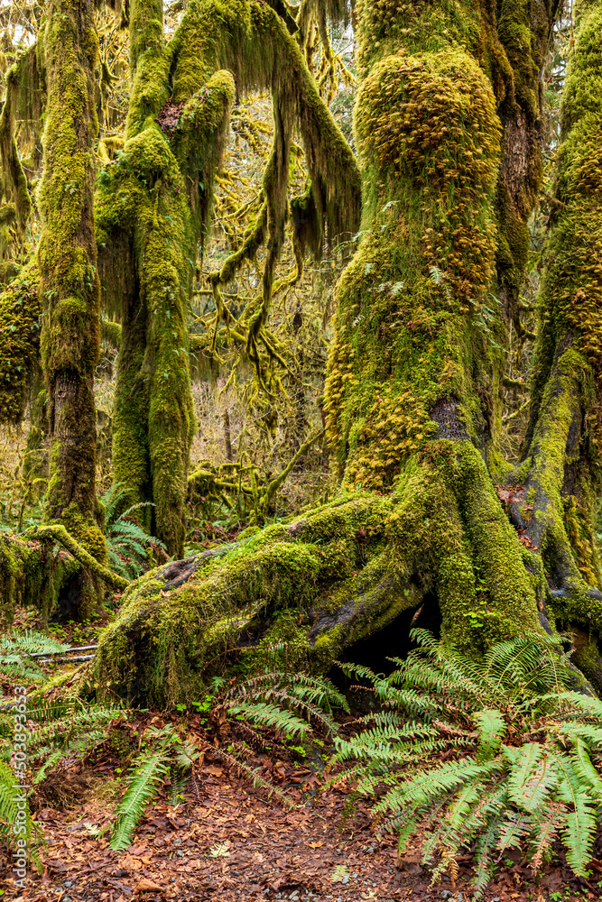 moss covered trees in lush rain forest in the northwest pacific in the Hoh rain forest in Olympic national park in Washington state. moss covered trees in lush rain forest in the northwest pacific in the Hoh rain forest in Olympic national park in Washington state.