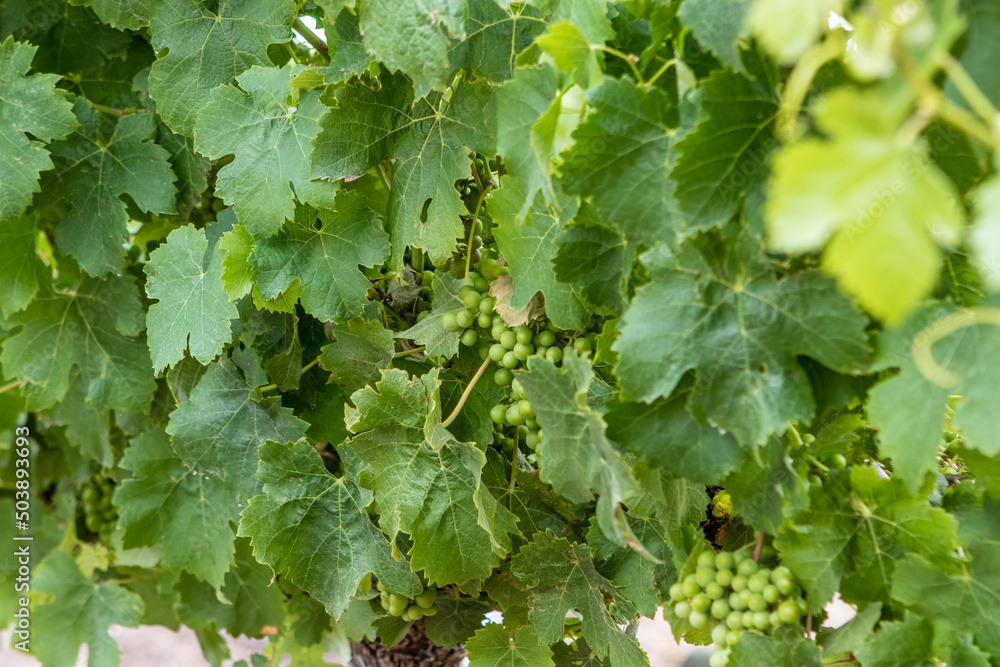 Close up of a bunch of green grapes in the vineyards in the Stellenbosch winery area, Western Cape, South Africa, Africa Close up of a bunch of green grapes in the vineyards in the Stellenbosch winery area, Western Cape, South Africa, Africa