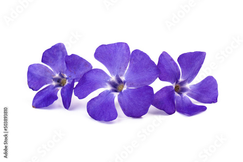 Fototapeta Naklejka Na Ścianę i Meble -  Blue periwinkles isolated on white background. Spring flowers.