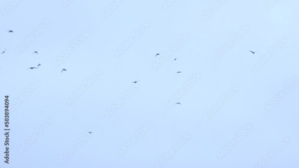 a large flock of birds flies in the sky. a group of crows migrate together a large flock of birds flies in the sky. a group of crows migrate together