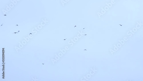 Wallpaper Mural a large flock of birds flies in the sky. a group of crows migrate together Torontodigital.ca