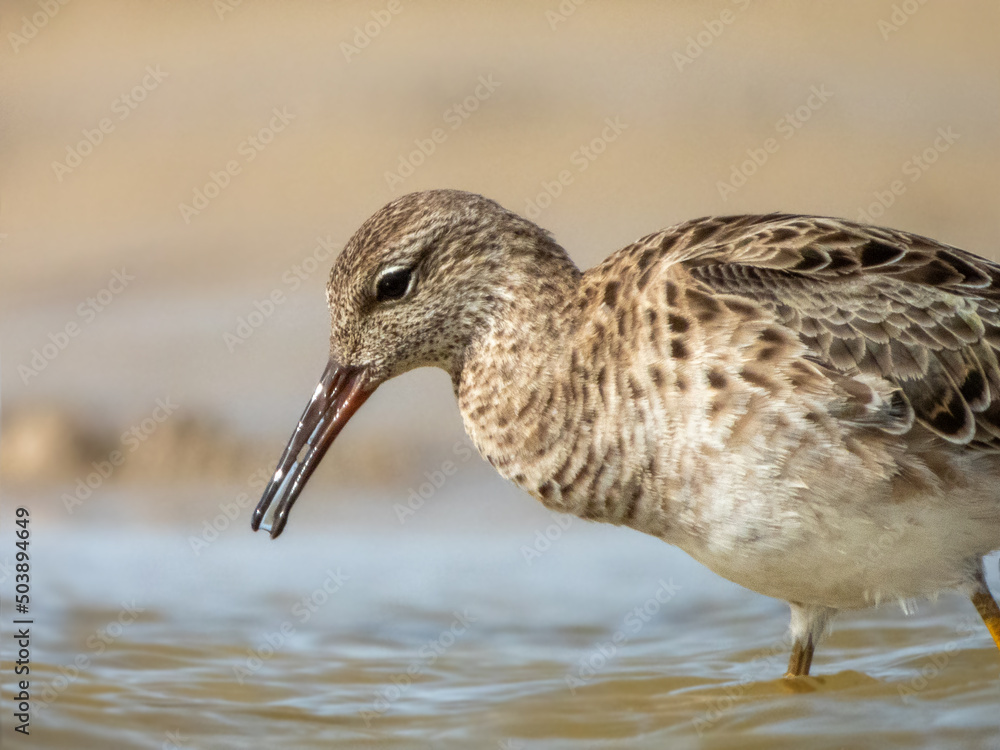 Ruff in the water photo suitable for prints Ruff in the water photo suitable for prints