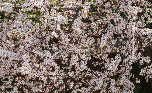 springtime plum tree covered with blooming white flowers on blured background 