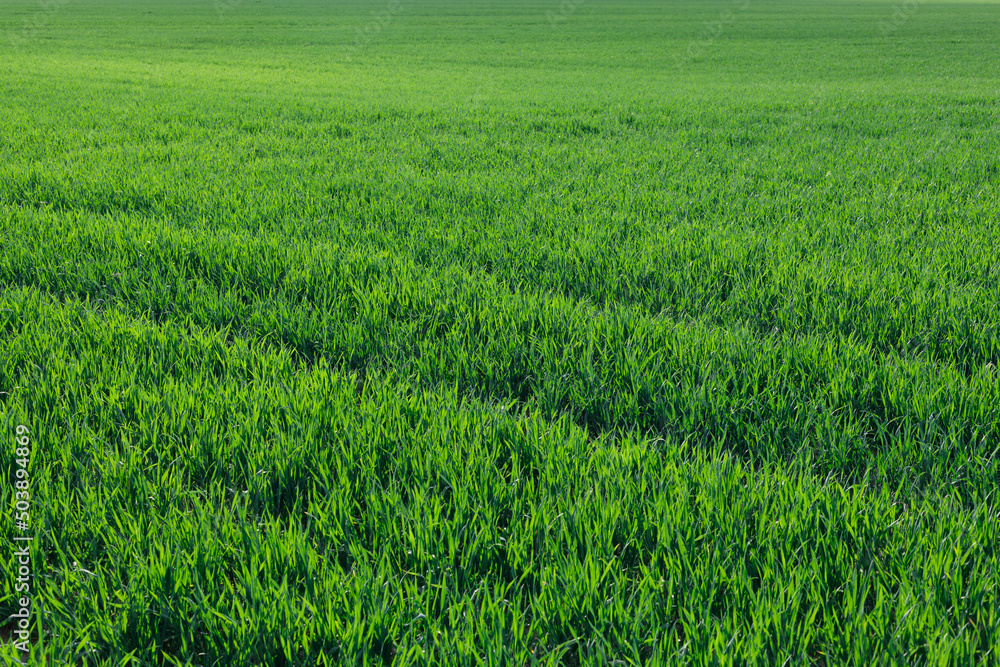 Fresh, juicy and green grassy field in spring. Beautiful background, meadow. Copy space.