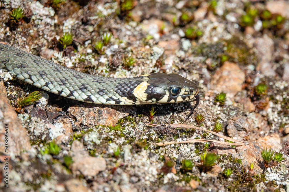 Fototapeta premium Grass snake