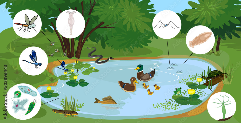 Ecosystem of pond with different animals (birds, insects, reptiles, fishes,  amphibians, protozoa) in their natural habitat. Schema of pond ecosystem  structure for biology lessons Stock Vector | Adobe Stock