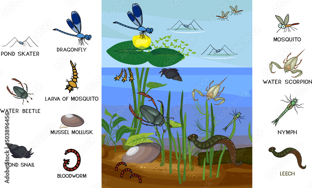 Ecosystem of pond with different invertebrates animals (insects, molluscs,  leech) in their natural habitat. Schema of pond biotope structure for  biology lessons Stock Vector
