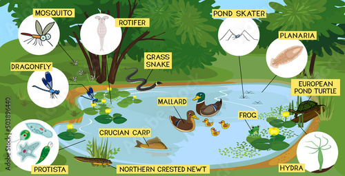 Ecosystem of pond with different animals (birds, insects, reptiles, fishes, amphibians, protozoa) in their natural habitat. Schema of pond ecosystem structure for biology lessons