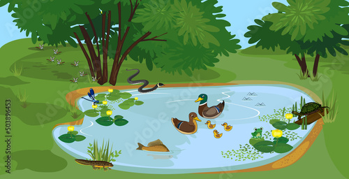 Ecosystem of pond with different animals (birds, insects, reptiles, fishes, amphibians) in their natural habitat. Schema of pond ecosystem structure for biology lessons