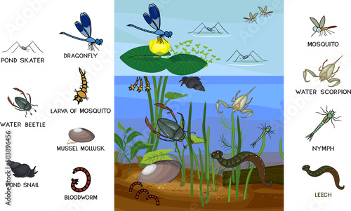 Ecosystem of pond with different invertebrates animals (insects, molluscs, leech) in their natural habitat. Schema of pond biotope structure for biology lessons