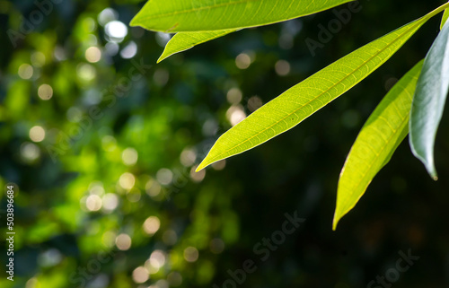 Bintaro, Sea Mango leaves (Cerbera Manghas), tropical evergreen poisonous tree photo