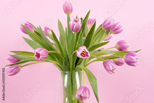 bouquet of tulips on pink background © Federica Piccinni 