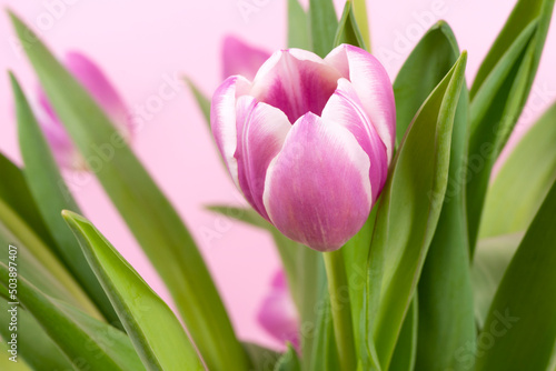 Tulips on pink background 