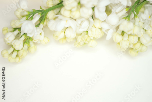 Closeup fresh lilac bush with white flowers on the creamy white table. Floral art card.