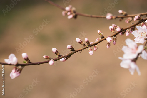 Close up of wild peach blossoms in the park