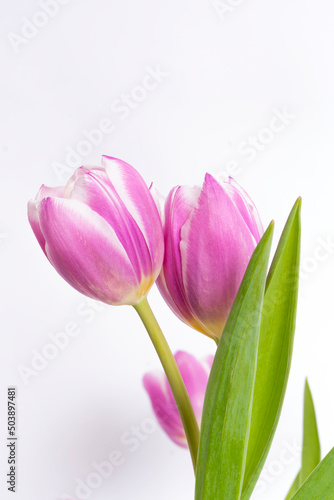 pink tulips